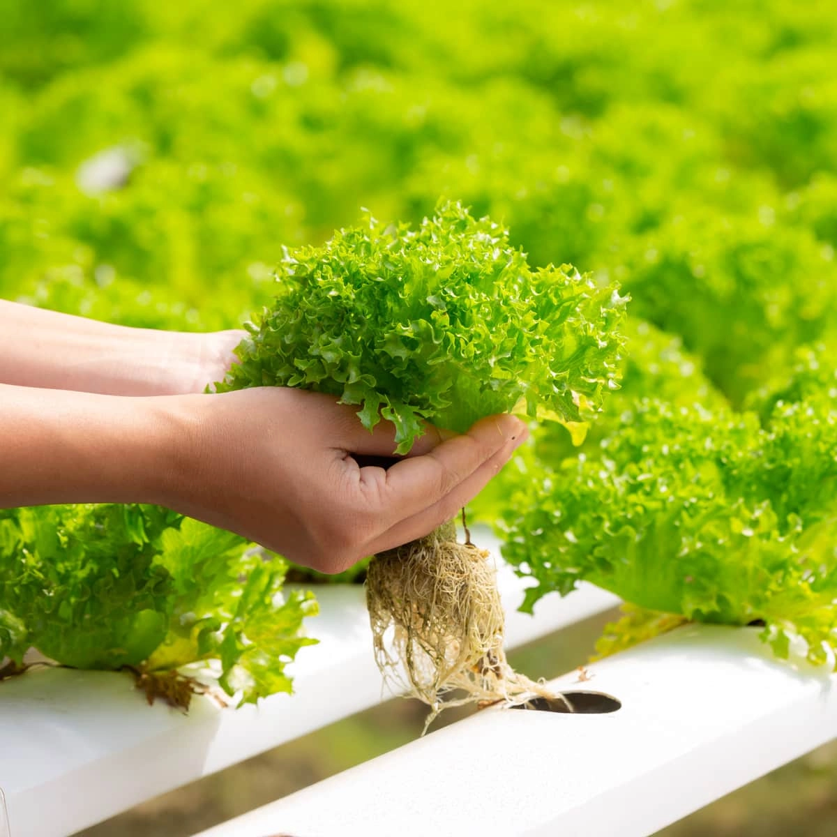 Princip hydroponického pěstování